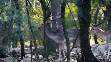 Majestic-stag-in-dappled-forest-light