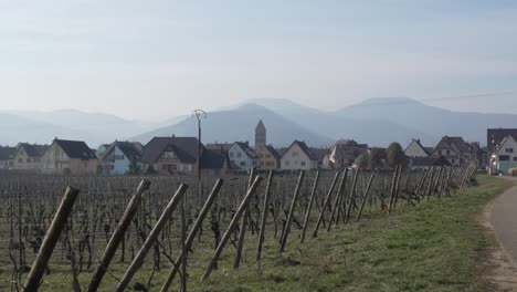 Vineyard-in-winter-near-the-village-of-Kaysersberg,-France