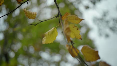 Erleben-Sie-Die-Atemberaubende-Schönheit-Des-Herbstes-Mit-Diesem-Stockvideo,-Das-Einen-Blick-Nach-Oben-Auf-Bäume-Mit-Leuchtendem-Herbstlaub-Zeigt