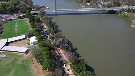 Tilt-up-Reveal-Of-Eleanor-Schonell-Bridge-Crossing-Brisbane-River-In-Dutton-Park,-Brisbane,-Queensland