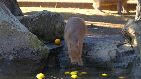 Famous-Yuzu-Bath-for-Capybara-in-Izu-Shaboten-Zoo-in-Shimoda,-Japan