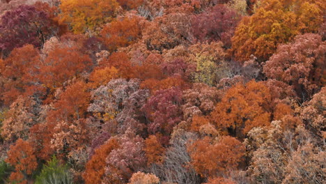 Aerial-View-Of-Trees-With-Red-And-Orange-Leaves-During-Fall-Season