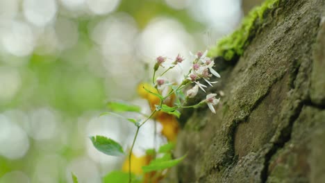 Discover-the-beauty-of-a-flower-nestled-on-a-rock-in-this-enchanting-stock-video