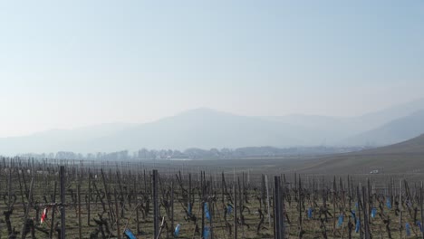 vineyard-and-foggy-mountains-in-the-background,-kaysersberg,-France