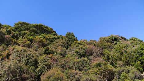 Minimale-Naturlandschaft-Mit-Grünem-Wald-Vor-Blauem-Himmel