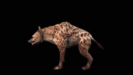 Eine-Untätig-Stehende-Hyäne-Auf-Schwarzem-Hintergrund-Mit-Alphakanal-Am-Ende-Des-Videos,-3D-Animation,-Seitenansicht,-Animierte-Tiere,-Nahtlose-Schleifenanimation