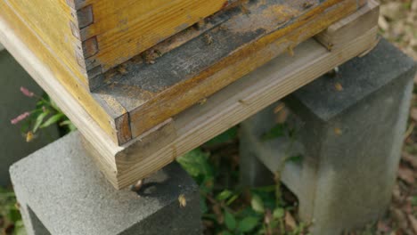 Fleißige-Honigbienen-Arbeiten-Unter-Dem-Bienenstock