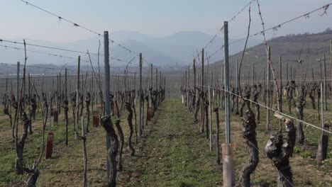 Tilt-shot-through-the-vineyard-plants-during-winter-period-in-Alsace,-France