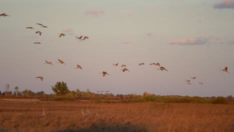 Eine-Gruppe-Kanadakraniche-Fliegt-Bei-Sonnenuntergang-In-Die-Feuchtgebiete,-Um-Sich-Dort-Für-Den-Abend-Niederzulassen