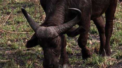 Männlicher-Afrikanischer-Büffel-Beim-Grasen-Und-Gehen,-Aus-Nächster-Nähe