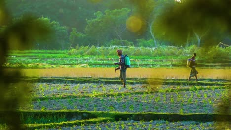 Rural-Poor-Farmer-Spraying-Pesticides-On-Vegetable-Field