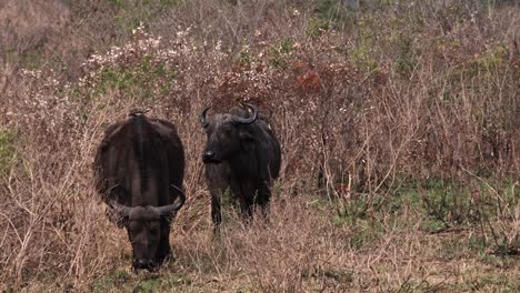Alter-Afrikanischer-Büffel-Mit-Vögeln-Auf-Dem-Rücken-In-Der-Afrikanischen-Savanne
