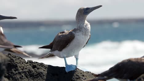 A-close-up-of-a-blue-footed-booby-with-bright-blue-feet-on-Santa-Cruz-Island-in-the-Galápagos-Islands-as-waves-crash-in-the-background