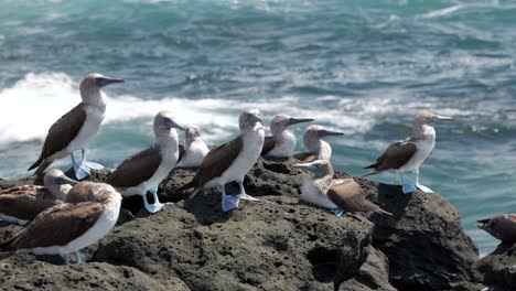 Blue-footed-boobies-in-the-Galápagos-Islands-with-bright-blue-feet-stand-on-volcanic-rock-facing-the-wind-as-waves-crash-in-the-background-on-Santa-Cruz-Island