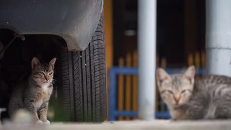 Kitten-sit-under-vehicle