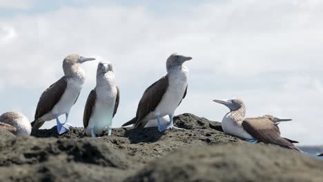 Un-Grupo-De-Piqueros-De-Patas-Azules-En-La-Isla-Santa-Cruz-En-Las-Islas-Galápagos.