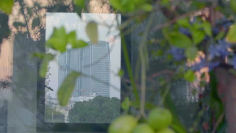 Reflection-of-tall-glass-skyscrapers-is-seen-in-the-mirror,-with-a-lemon-tree-in-the-foreground