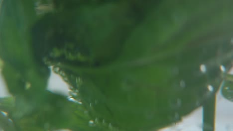A-macro-shot-of-an-organic-fresh-green-Mint-leaf-filled-with-hot-water-to-a-glass,-steam-and-bubbles,-healthy-fresh-detox-tea,-blurry-depth-of-field,-slow-and-smooth-cinematic-4K-video,-tilt-up