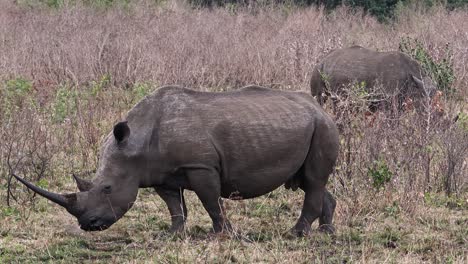 White-rhinoceros-with-a-long-and-sharp-horn-on-the-African-savannah