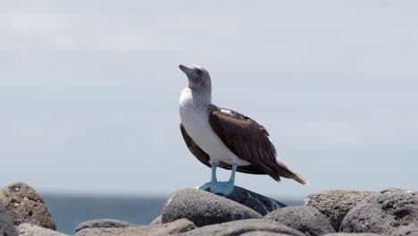 A-blue-footed-boobies-in-the-Galápagos-Islands-with-bright-blue-feet-stands-in-the-wind-with-the-blue-sky-in-the-background-on-Santa-Cruz-Island