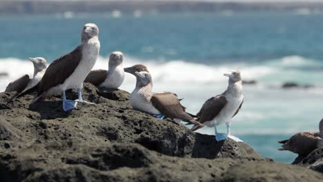 Several-wild-blue-footed-boobies-with-bright-blue-feet-greet-each-other-on-a-volcanic-rock-on-Santa-Cruz-Island-in-the-Galápagos-Islands