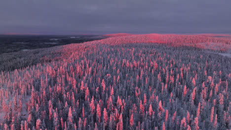 Aerial-view-over-snowy-hills-in-Syote-National-park,-colorful-sunset-in-Finland