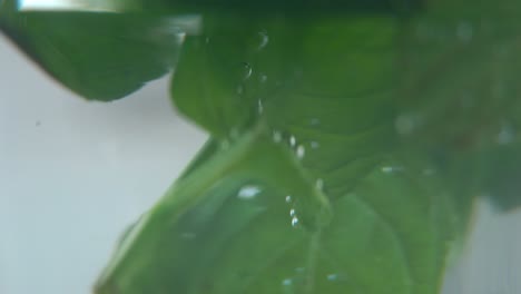 A-scenic-macro-shot-of-an-organic-fresh-green-Mint-leaf-filled-with-hot-water-to-a-glass,-steam-and-bubbles,-healthy-fresh-detox-tea,-blurry-depth-of-field,-slow-and-smooth-cinematic-4K-video