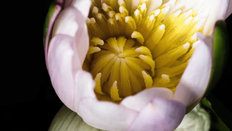 Delicate-white-water-lily-opening-revealing-yellow-and-closing-revealing-yellow-stamen