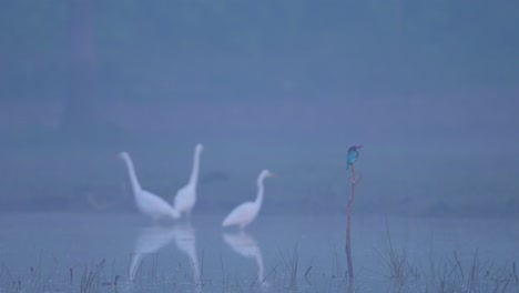 Great-Egrets-in-Fogy-morning