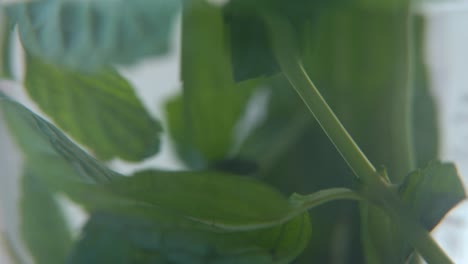 A-macro-close-up-shot-of-an-organic-fresh-green-Mint-leaf-in-a-glass,-healthy-fresh-detox-tea,-blurry-depth-of-field,-slow-and-smooth-cinematic-4K-video,-tilt-up