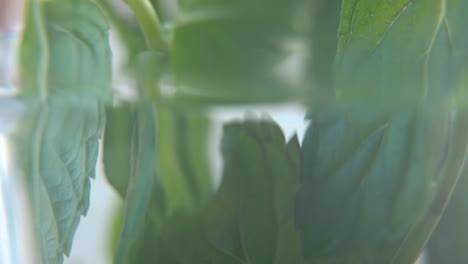 A-macro-shot-of-an-organic-fresh-green-Mint-leaf-in-a-glass,-healthy-fresh-detox-tea,-blurry-depth-of-field,-slow-and-smooth-cinematic-4K-video,-tilt-up