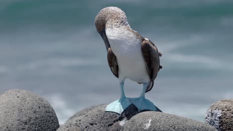 A-blue-footed-boobies-in-the-Galápagos-Islands-with-bright-blue-feet-scratches-its-head-with-its-foot-on-the-beach-with-the-sea-in-the-background-on-Santa-Cruz-Island