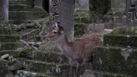 Hermoso-Animal-Ciervo-En-El-Templo-Budista-Nara-Tōdai-ji-En-Japón
