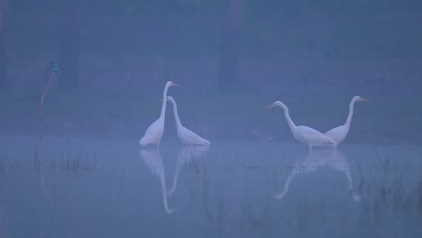 Birds-in-Misty-morning-of-Winter