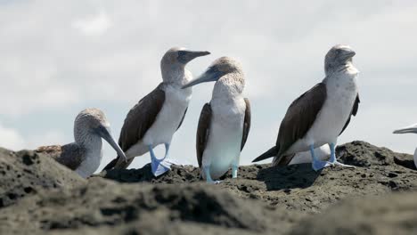 Blue-footed-boobies-stand-together-in-a-colony-on-Santa-Cruz-Island-in-the-Galápagos-Islands