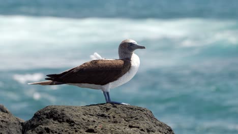 A-blue-footed-booby-in-the-Galápagos-Islands-with-bright-blue-feet-stands-in-the-wind-with-the-blue-ocean-in-the-background-on-Santa-Cruz-Island,-Galapagos