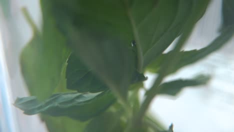 A-beautiful-macro-shot-of-an-organic-fresh-green-Mint-leaf-in-a-glass,-healthy-fresh-detox-tea,-blurry-depth-of-field,-slow-and-smooth-cinematic-4K-video,-tilt-up
