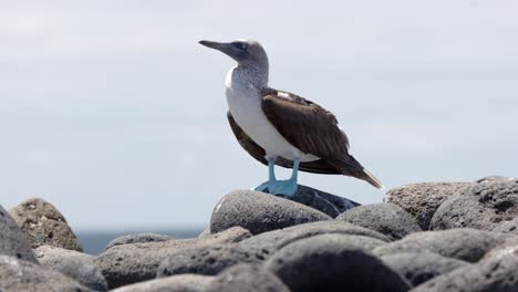 A-blue-footed-boobies-in-the-Galápagos-Islands-with-bright-blue-feet-sways-in-the-wind-with-the-blue-sky-in-the-background-on-Santa-Cruz-Island