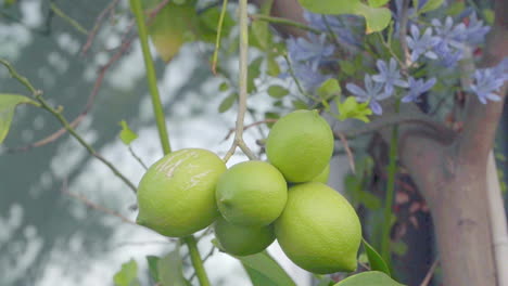 Green-lemons-are-still-hanging-on-the-tree-on-the-balcony-of-a-high-rise-luxury-building