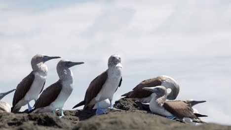 A-groupd-of-wild-blue-footed-boobies-with-bright-blue-feet-stands-on-a-volcanic-rock-facing-the-wind-on-Santa-Cruz-Island-in-the-Galápagos-Islands