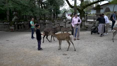 Un-Joven-Turista-Alimenta-A-Los-Ciervos-Con-Galletas-De-Venado-En-El-Parque-De-Ciervos-De-Nara
