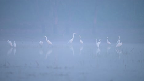 Flock-of-Egrets-in-Fogy-Morning