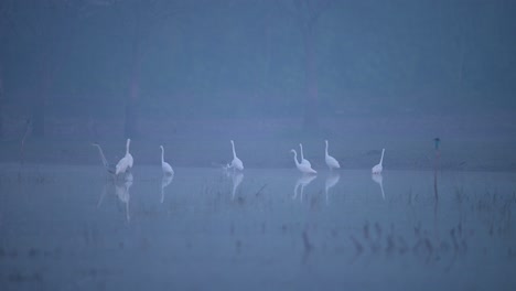 Great-Egrets-in-Misty-morning-of-Winter