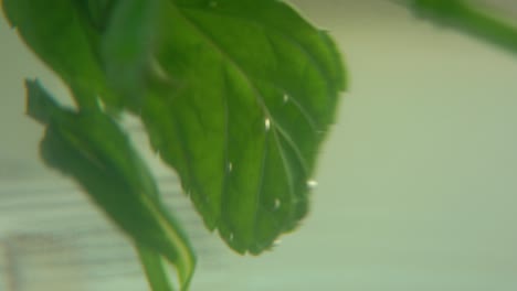 A-macro-shot-of-an-organic-fresh-green-Mint-leaf-filled-with-hot-water-to-a-glass,-sugar-grains,-steam-and-bubbles,-healthy-fresh-detox-tea,-blurry-depth-of-field,-smooth-cinematic-4K-video