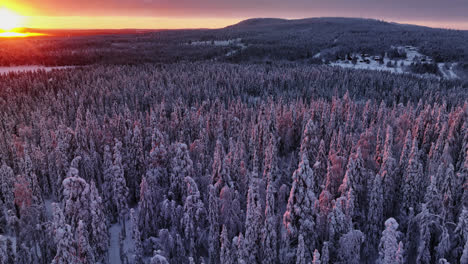 Aerial-view-low-over-snow-covered-forest-and-wilderness,-sunny-evening-in-Lapland