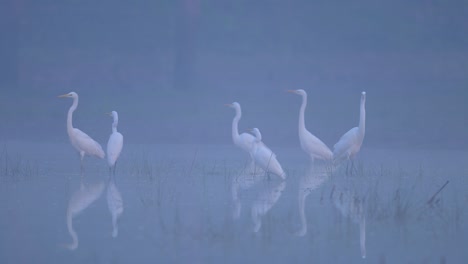Great-Egrets-in-Morning-of-Winte-r