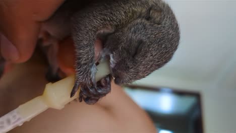 Feeding-with-milk-a-tiny-baby-squirrel-that-lost-its-parents