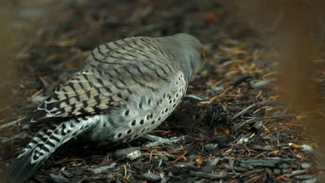 Northern-flicker-pecking-at-the-ground-for-food