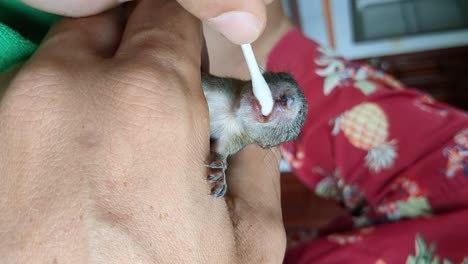 Feeding-a-little-baby-squirrel-that-lost-its-parents_vertical-view