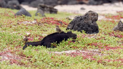 Two-small-birds-groom-a-black-marine-iguana-sitting-amongst-vegetation-on-a-beach-on-Santa-Cruz-Island-in-the-Galápagos-Islands